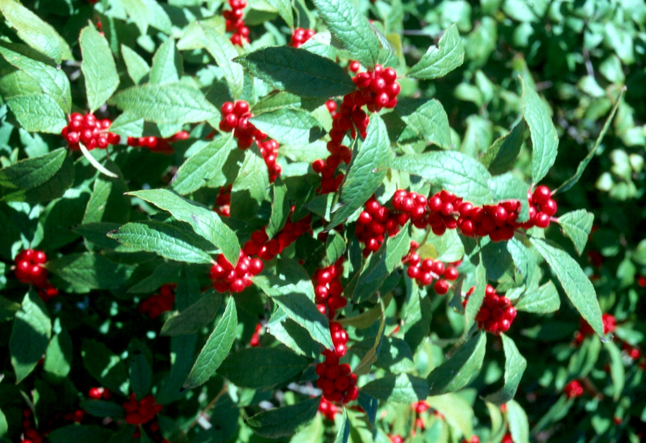 Online Plant Guide - Ilex Verticillata / Winterberry